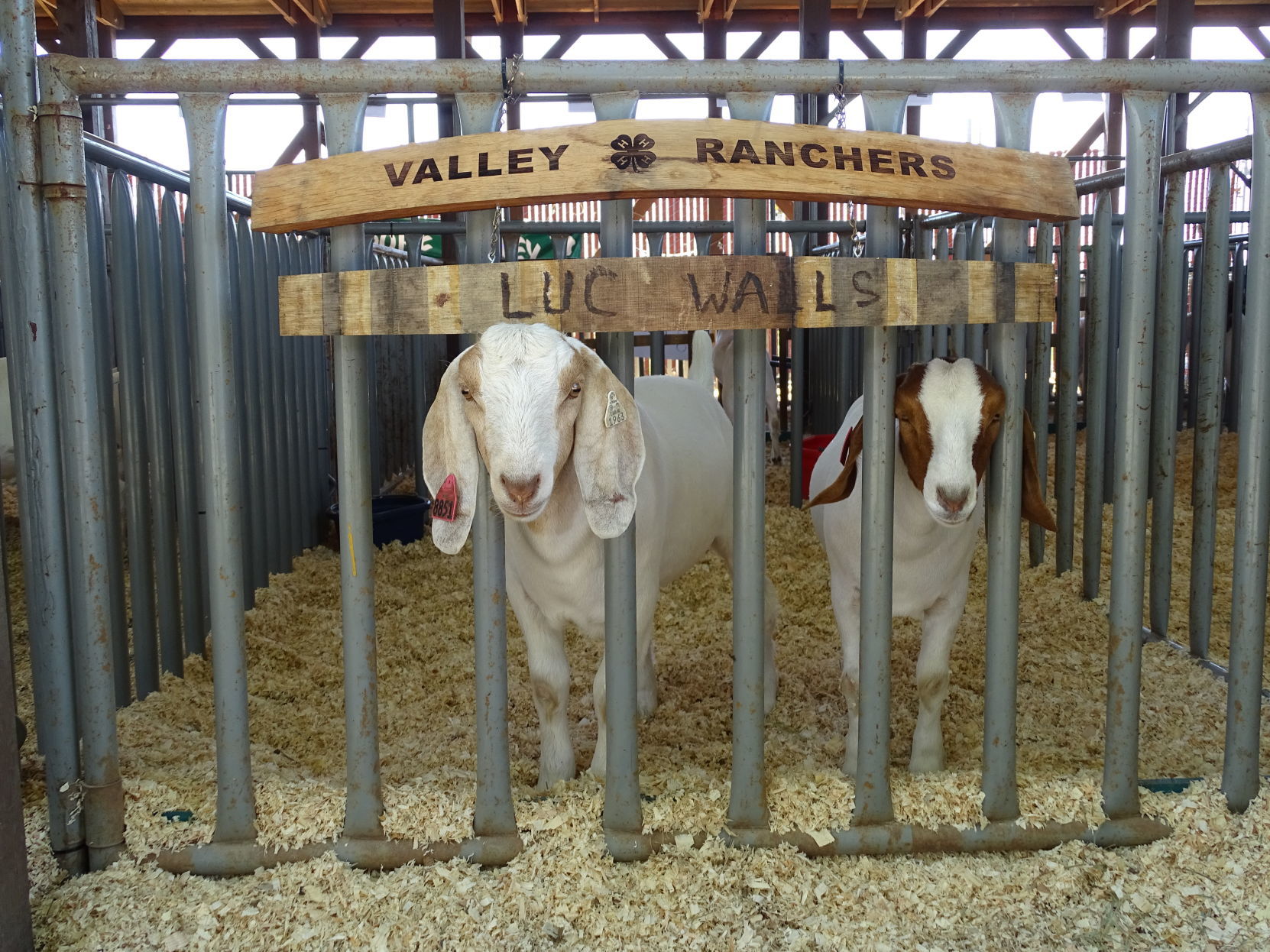 Junior Livestock Auction 2019